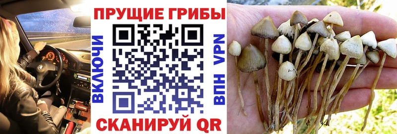ОМГ ОМГ   Коломна  Псилоцибиновые грибы Psilocybe  купить  